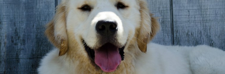Dog Training