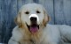 Dog Training