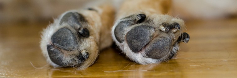 Cat and Dog Boarding