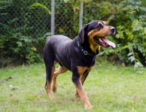 For the Love of Dog - Rottweiler Rescue