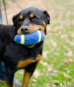 For the Love of Dog - Rottweiler Rescue