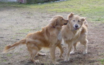 doggy daycare